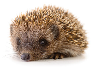 small european hedgehog Erinaceus europaeus lying isolated on white background © olhastock