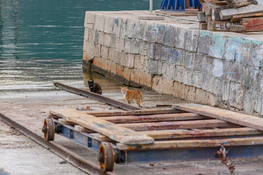 Two stray cats, tortoiseshell and ginger, resting on a harbour slipway with an old rail cart, Ba&scaron;ka, Krk island, Croatia