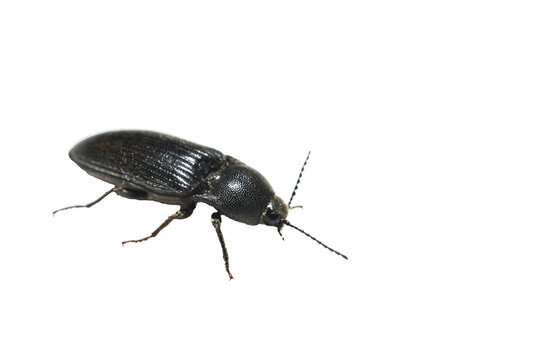 A beetle from the ground beetle family, resembling the hairy ground beetle, shown against a PNG background.
