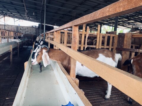 Brown And White Goat Eating At Feeding Trough In Modern Wooden Barn Farm