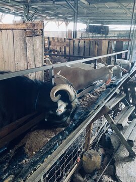 Black Goat With Large Curled Horns Eating Feed At Trough In Farm