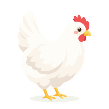 Cute white chicken standing character isolated vector illustration on white background