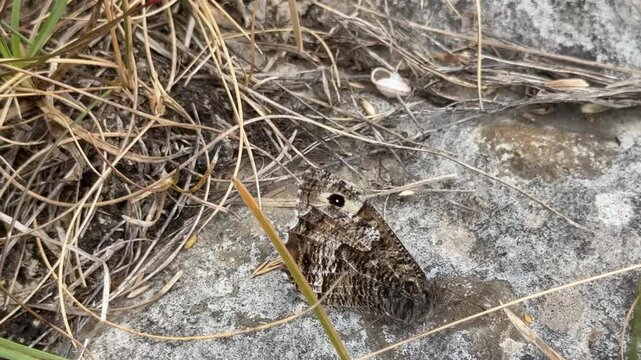 Grayling butterfly camouflaged on a rock and very difficult to see. rare butterfly now England UK 4K