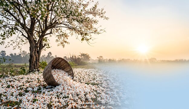 Peaceful Shiuli Flower Tree at Sunrise - Ideal for Durga Puja Backgrounds
