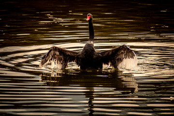 Ducks and swan swimming on dark golden water at sunset © Nikolay Dimitrov