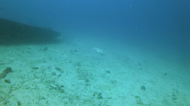 Cuttlefish Swimming Near Shipwreck on Sandy Seabed