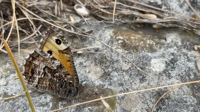 Grayling butterfly camouflaged on a rock and very difficult to see. as it blends in to landscape rare butterfly England UK 4K