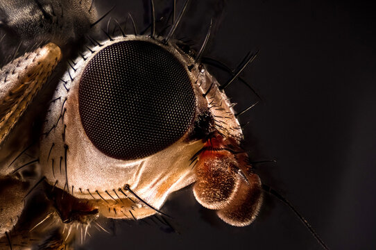 Macro portrait of fly face with large reddish compound eyes