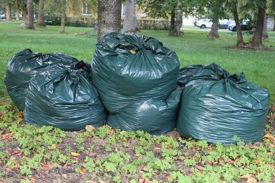 Green plastic bags filled with autumn leaves. Seasonal cleanup of fallen leaves in the city park. Removal of decaying leaves from the ground. Autumn season, fall foliage. Cleanup service.