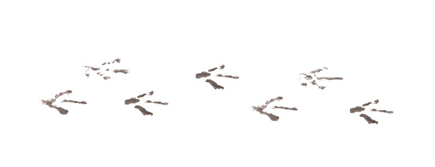 Fototapeta premium Bird footprints track isolated on a white background.