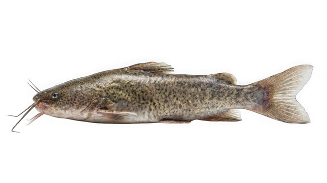 Fresh raw catfish isolated on transparent background