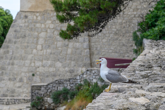 Yellow-legged gull, Larus michahellis, perched on a stone wall in front of an old fortress on the Adriatic coast