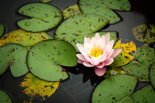 pink waterlily (nymphaea) with big green leaves on a pond.
