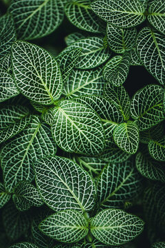 background of green leaves with white veins