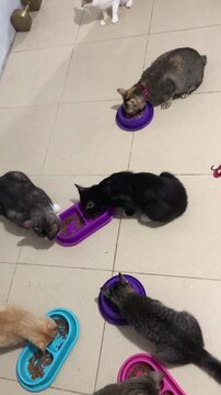 A group of hungry cats eating from colorful bowls on a tiled floor.