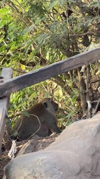A baboon sits among rocks and greenery. The animal has a brownish-gray coat and is partially hidden by foliage. The scene captures a natural habitat.