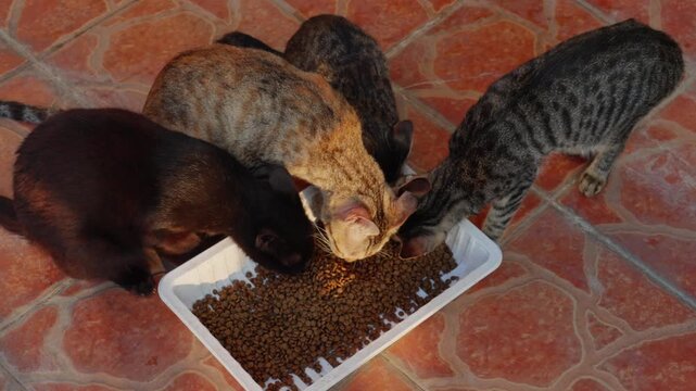 An overhead shot of multiple stray cats eating around a tray
