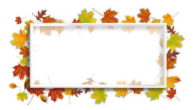 White Frame Autumn Foliage Transparent Header