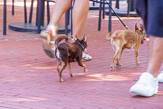 Walking small pet dogs in the city in the morning; urban socialization for pets