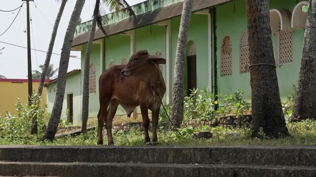 Brown Cow Standing Among Coconut Trees in Rural South Indian Village &ndash; 4K