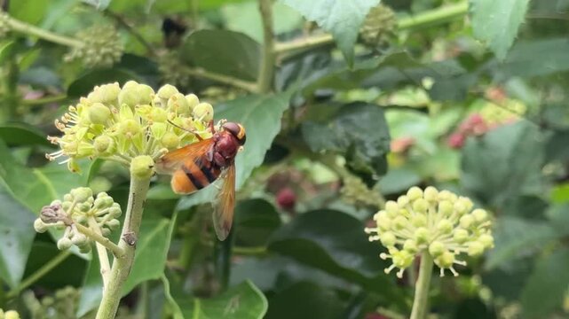 Hornet mimic hoverfly insect looks dangerous but isn't flying close to flowers and lands imitation in nature UK 4K