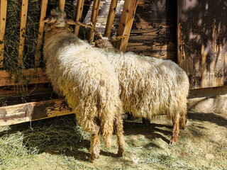 Two racka sheep eating hay © Peter Mahr