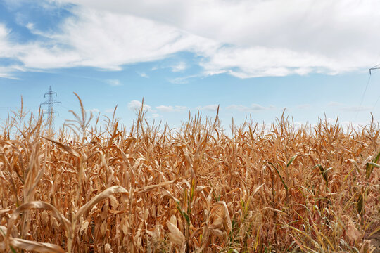 Corn Crops in Drought Conditions. Agricultural field with Dried corn. sad landscape.