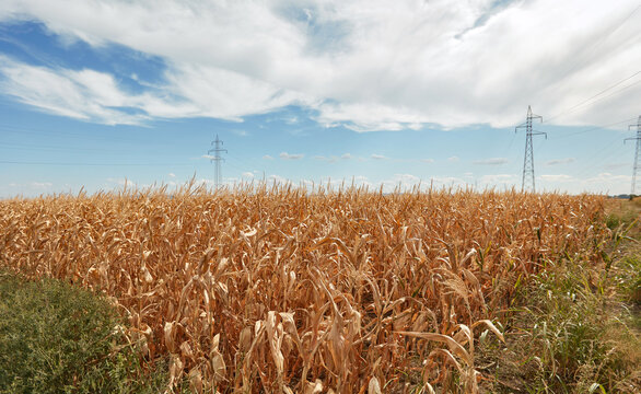 Corn Crops in Drought Conditions. Agricultural field with Dried corn.