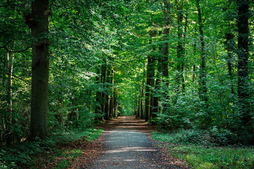 Naklejka premium Sunlit Beech Tree Avenue in Summer, Heverlee Bos, Belgium