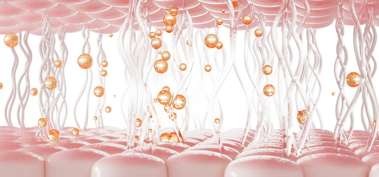 3d dermis with collagen elastin fibers and gold retinal serum drops. Skin tissue regeneration, liquid cosmetic bubbles of vitamin or glycolic acid for anti-aging, wrinkles, skin care