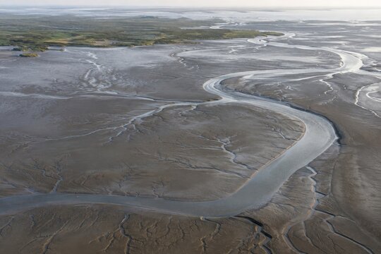 Branching tidal channels across a coastal mudflat