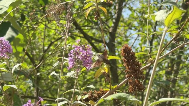 Hummingbird hawk moth slow motion 120FPS collecting nectar off flower close up view of animal UK 4K
