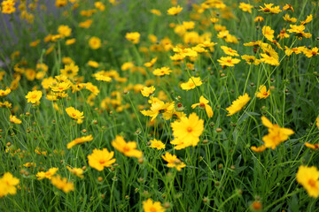 Fototapeta premium Yellow Coreopsis flowers blooming &nbsp;in a green garden