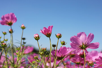 Obraz premium Pink cosmos flowers blooming&nbsp;in a sunny field on a clear day.