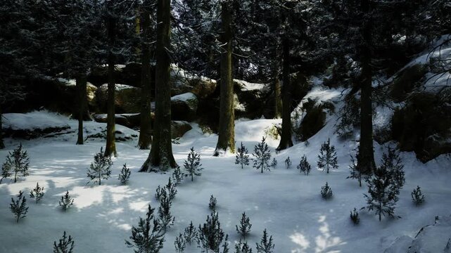 Sunlit snowy clearing with young pines and rock outcrops, warm shafts of light creating high contrast, soft snow texture and lively winter greens
