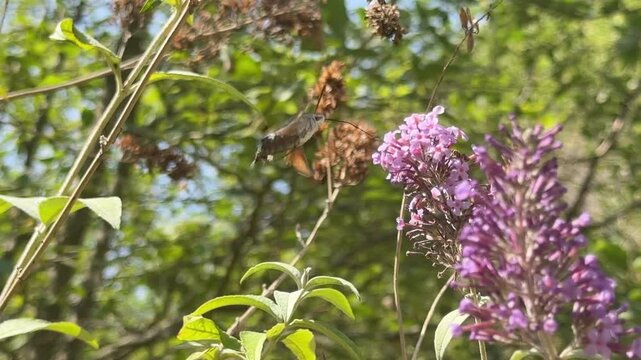 Hummingbird hawk moth slow motion 120FPS collecting nectar off flower close up view of animal UK 4K