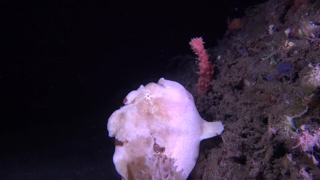 Painted frogfish filmed in profile during a night dive, yawning several times and stretching its mouth wide.