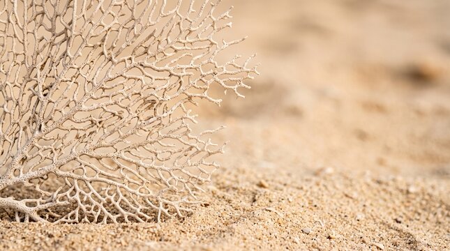 Close-up view of a dried, intricate plant structure partially buried in light brown desert sand.