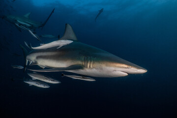 Obraz premium Oceanic blacktip sharks and remoras swimming together underwater