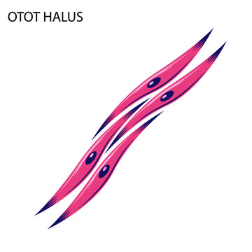 Smooth muscle diagram showing spindle-shaped muscle cell structure