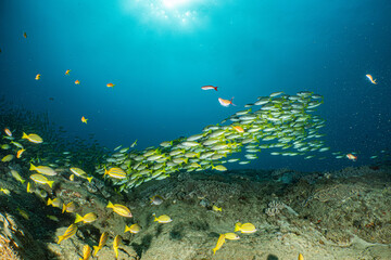 Schooling fish swimming over coral reef aliwal shoal © Kristof