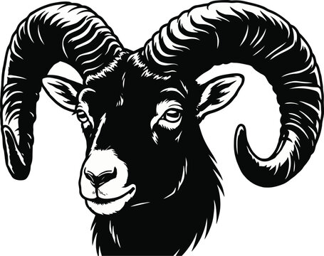 Majestic ram head vector illustration featuring dramatic curved horns and intricate black and white graphic linework details creating a powerful symbolic portrait for modern logo and mascot branding