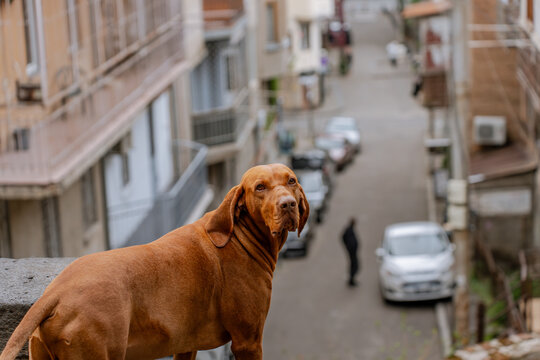 A beautiful red-coated dog, resembling a Redbone Coonhound, standing on a balcony and looking out over a city street.