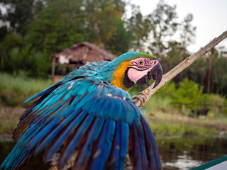 Blue and gold macaw © Charlie