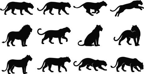 Fototapeta premium Collection of black wild cat silhouettes including lion tiger panther and leopard isolated on white background
