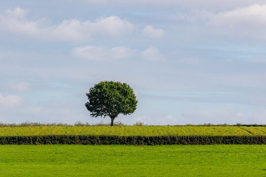 Begining of autumn landscape, Terrain hilly countryside of Zuid-Limburg, Slope hill, green grass and tree under blue sky, Mheer is a village in the southern of Dutch province of Limburg, Netherlands.