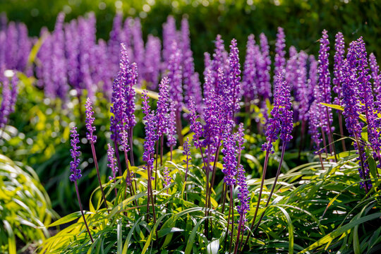 Selective focus of blue Lily turf flowers in the garden, Liriope muscari is a species of flowering plant from East Asia, Herbaceous perennial has grass-like evergreen foliage, Nature floral background