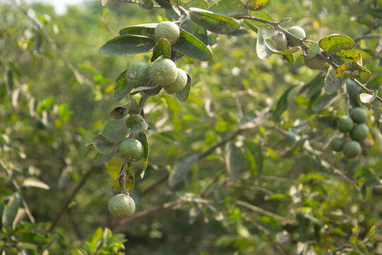 Close up cluster of small green kaffir lime fruits hanging on thorny branch in organic citrus garden