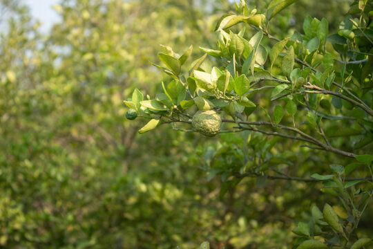 Green kaffir lime branch with fresh fruits hanging in sunny citrus orchard farm plantation