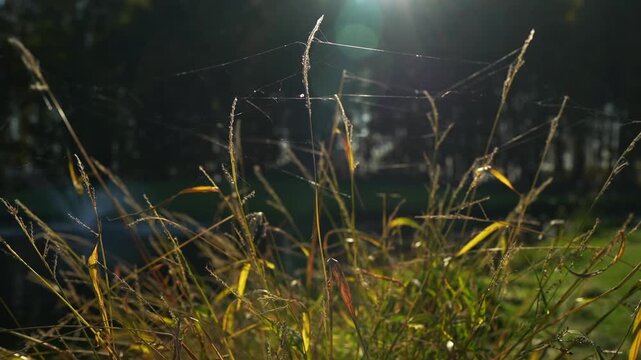 The web in the morning sun. Abstract warm landscape of dry wildflower and grass meadow on warm golden hour sunset or sunrise time. Tranquil autumn fall nature field background